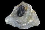 Bargain, Gerastos Trilobite Fossil - Morocco #125282-1